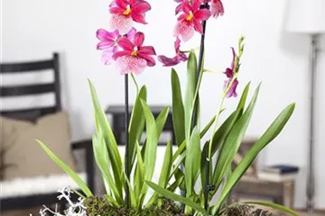 Dicke Luft? Kein Problem mit den richtigen Pflanzen! Dicke Luft? Kein Problem mit den richtigen Pflanzen!