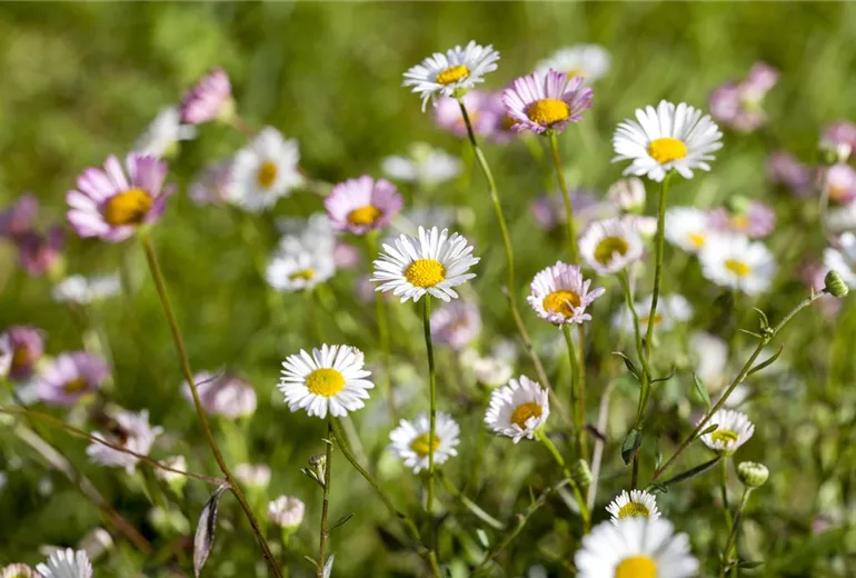 Bellis perennis