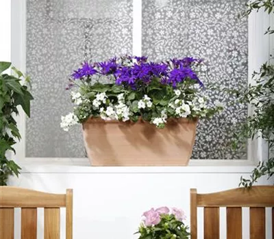 Der Winter wird grün: Winterharte Pflanzen für den Balkon Der Winter wird grün: Winterharte Pflanzen für den Balkon