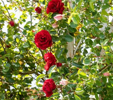 Veredelung von Rosen Veredelung von Rosen