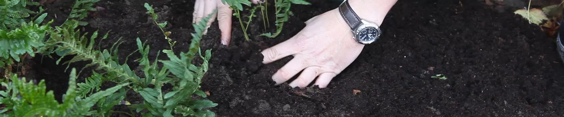 Farn - Teilen und Vermehren (thumbnail).jpg Farn - Teilen und Vermehren (thumbnail).jpg