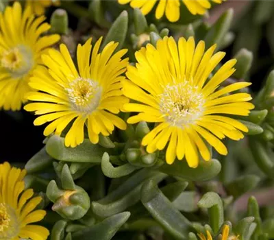 Winterharte Eisblumen (Delosperma congesta) für den Steingarten Winterharte Eisblumen (Delosperma congesta) für den Steingarten