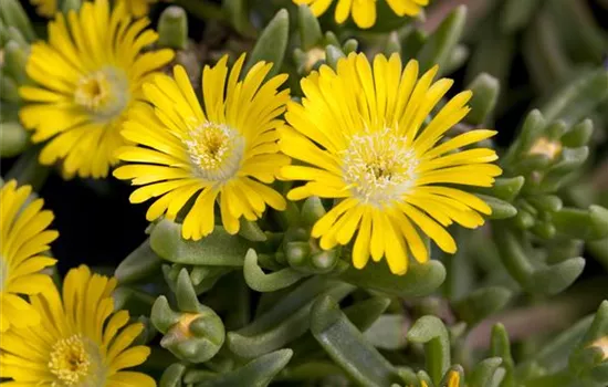 Winterharte Eisblumen (Delosperma congesta) für den Steingarten