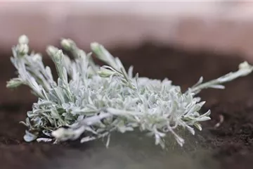 Katzenpfötchen - Einpflanzen im Garten Katzenpfötchen - Einpflanzen im Garten