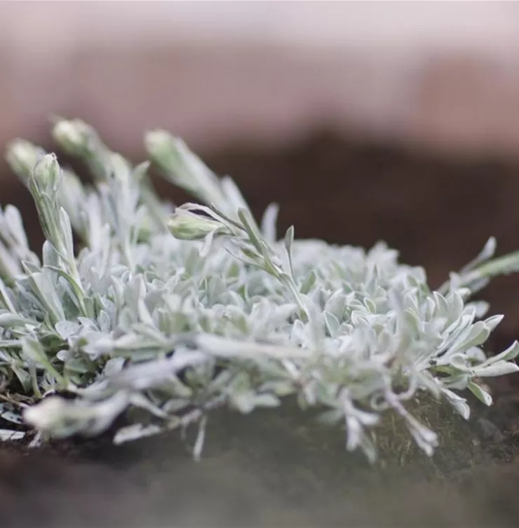 Katzenpfötchen - Einpflanzen im Garten Katzenpfötchen - Einpflanzen im Garten
