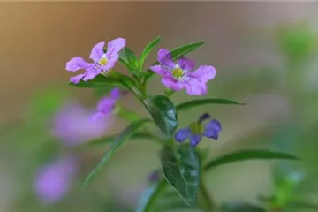 Köcherblume - Einpflanzen im Garten Köcherblume - Einpflanzen im Garten