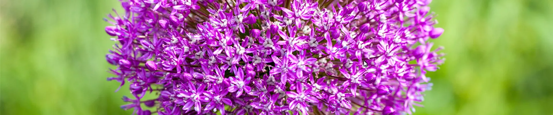 Zierlauch - Einpflanzen im Garten (thumbnail).jpg Zierlauch - Einpflanzen im Garten (thumbnail).jpg