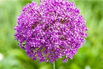 Zierlauch - Einpflanzen im Garten Zierlauch - Einpflanzen im Garten