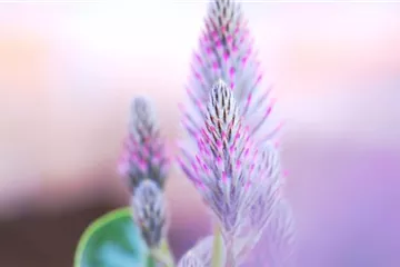 Australischer Federbusch - Einpflanzen im Garten Australischer Federbusch - Einpflanzen im Garten
