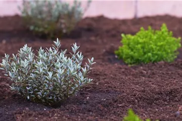 Strauchveronika - Einpflanzen im Garten Strauchveronika - Einpflanzen im Garten
