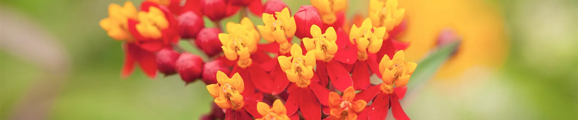 Seidenpflanze - Einpflanzen im Garten (DE).jpg Seidenpflanze - Einpflanzen im Garten (DE).jpg