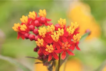Seidenpflanze - Einpflanzen im Garten Seidenpflanze - Einpflanzen im Garten