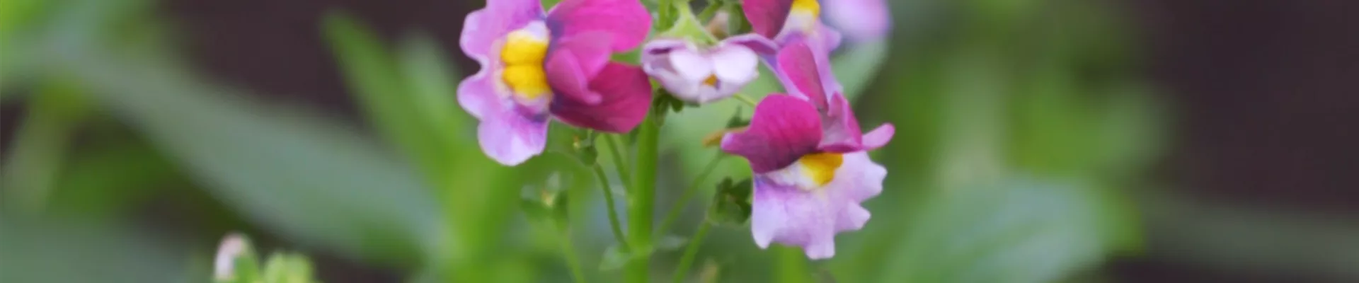 Elfenspiegel - Einpflanzen im Garten (thumbnail).jpg