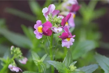 Elfenspiegel - Einpflanzen im Garten Elfenspiegel - Einpflanzen im Garten