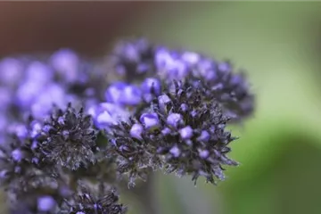 Vanilleblume - Einpflanzen im Garten