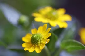 Husarenknopf - Einpflanzen im Garten Husarenknopf - Einpflanzen im Garten