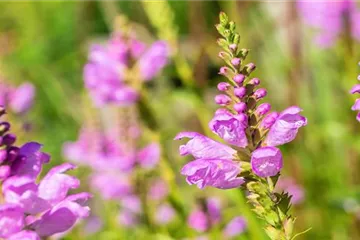 Gelenkblume - Einpflanzen im Garten Gelenkblume - Einpflanzen im Garten