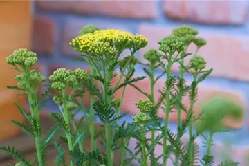 Schafgarbe - Einpflanzen im Garten (gelb) Schafgarbe - Einpflanzen im Garten (gelb)