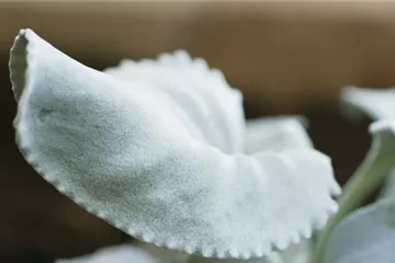 Silberblatt (Senecio) - Einpflanzen im Garten Silberblatt (Senecio) - Einpflanzen im Garten