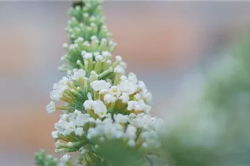 Sommerflieder - Einpflanzen im Garten Sommerflieder - Einpflanzen im Garten