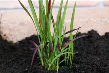 Japanisches Blutgras - Einpflanzen im Garten Japanisches Blutgras - Einpflanzen im Garten