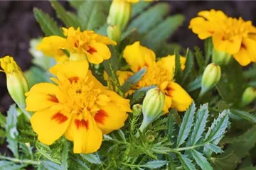 Studentenblume - Einpflanzen im Garten Studentenblume - Einpflanzen im Garten