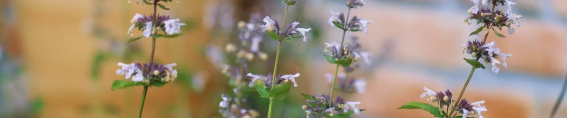 Katzenminze - Einpflanzen im Garten (thumbnail).jpg Katzenminze - Einpflanzen im Garten (thumbnail).jpg
