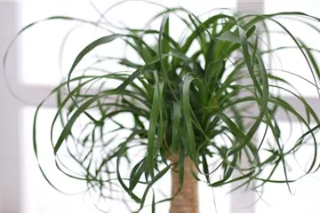 Elefantenfuß - Einpflanzen in ein Gefäß