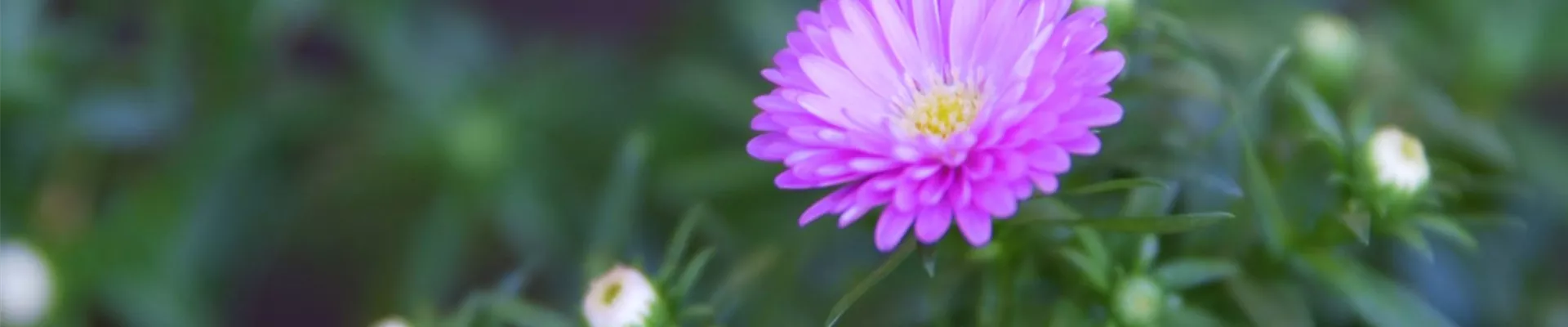 Glattblatt-Astern- Einpflanzen im Garten (thumbnail).jpg Glattblatt-Astern- Einpflanzen im Garten (thumbnail).jpg