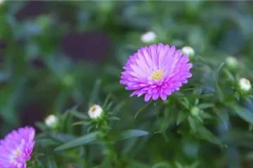 Glattblatt Aster - Einpflanzen im Garten Glattblatt Aster - Einpflanzen im Garten