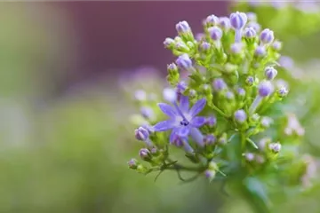 Blaues Halskraut - Einpflanzen im Garten Blaues Halskraut - Einpflanzen im Garten