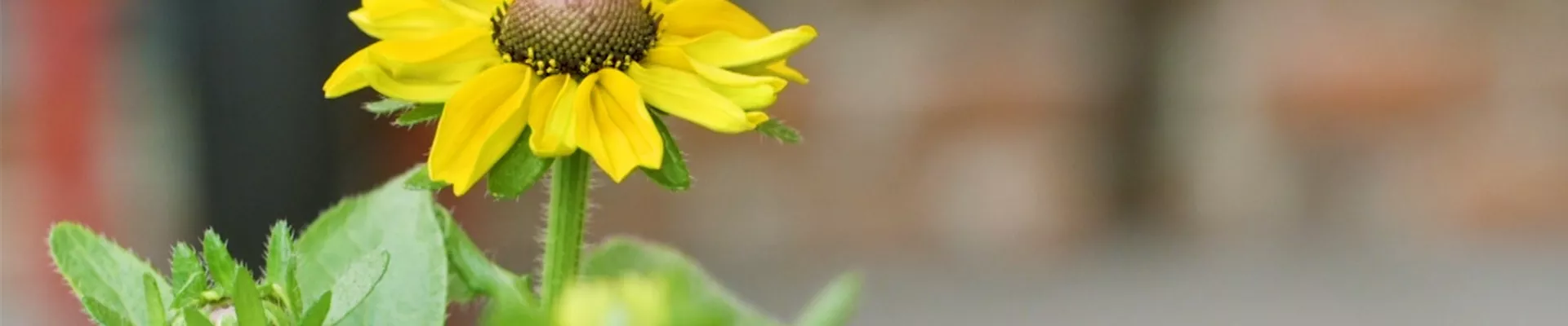 Rauher Sonnenhut - Einpflanzen im Garten (thumbnail).jpg Rauher Sonnenhut - Einpflanzen im Garten (thumbnail).jpg