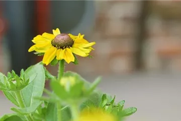 Rauher Sonnenhut - Einpflanzen im Garten Rauher Sonnenhut - Einpflanzen im Garten