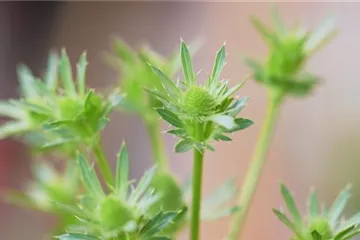 Edeldistel - Einpflanzen im Garten Edeldistel - Einpflanzen im Garten
