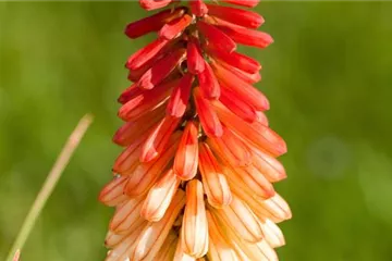 Fackellilie - Einpflanzen im Garten Fackellilie - Einpflanzen im Garten