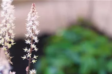 Schaumblüte - Einpflanzen im Garten Schaumblüte - Einpflanzen im Garten