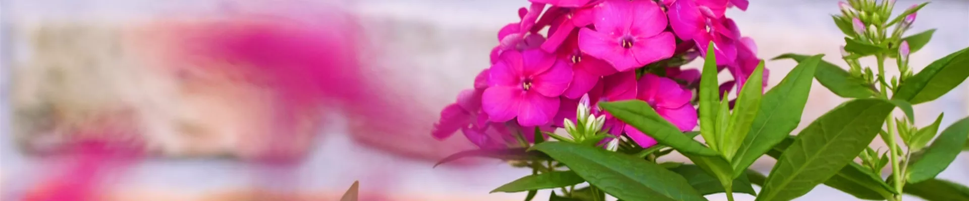 Flammenblume - Einpflanzen im Garten (thumbnail).jpg Flammenblume - Einpflanzen im Garten (thumbnail).jpg