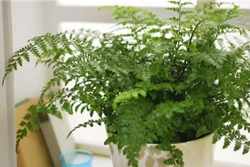 Nestfarn - Einpflanzen in ein Gefäß