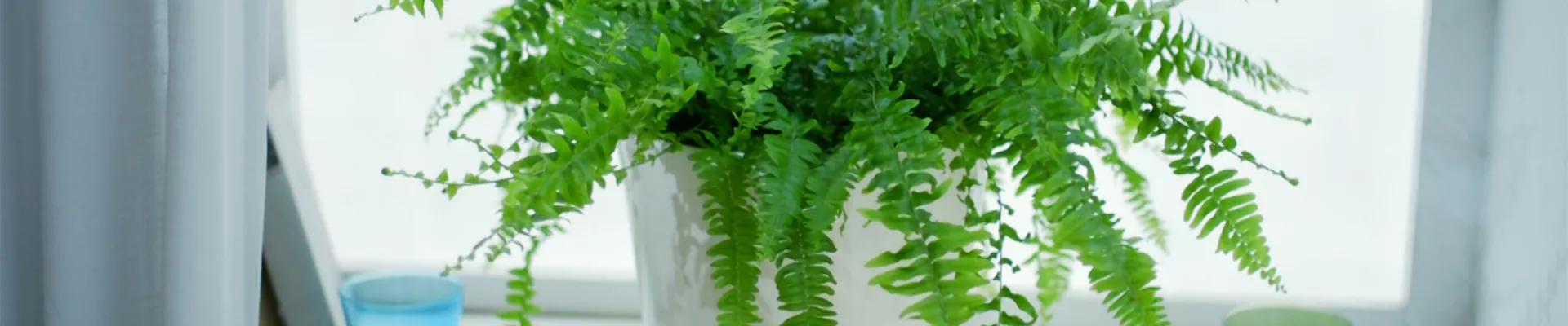 Schwertfarn - Einpflanzen im Garten (thumbnail).jpg Schwertfarn - Einpflanzen im Garten (thumbnail).jpg