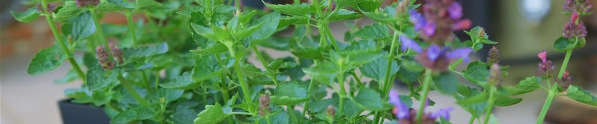 Duftnessel - Einpflanzen im Garten (thumbnail2).jpg Duftnessel - Einpflanzen im Garten (thumbnail2).jpg