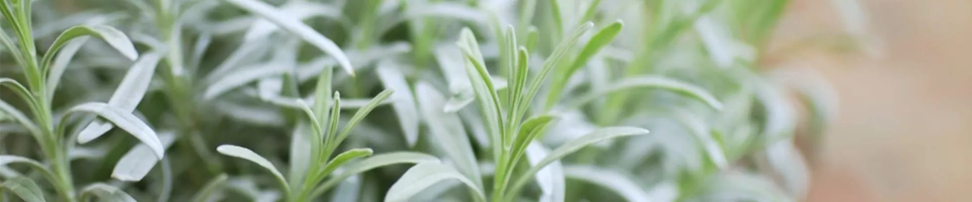 Lavendel - Umtopfen (thumbnail2).jpg