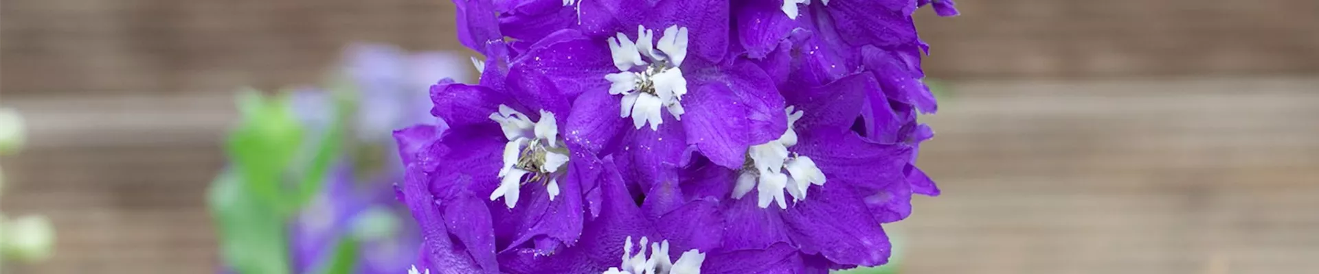 Rittersporn - Einpflanzen im Garten (thumbnail).jpg Rittersporn - Einpflanzen im Garten (thumbnail).jpg