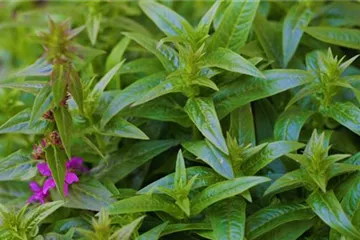 Gartenblutweiderich - Einpflanzen im Garten Gartenblutweiderich - Einpflanzen im Garten