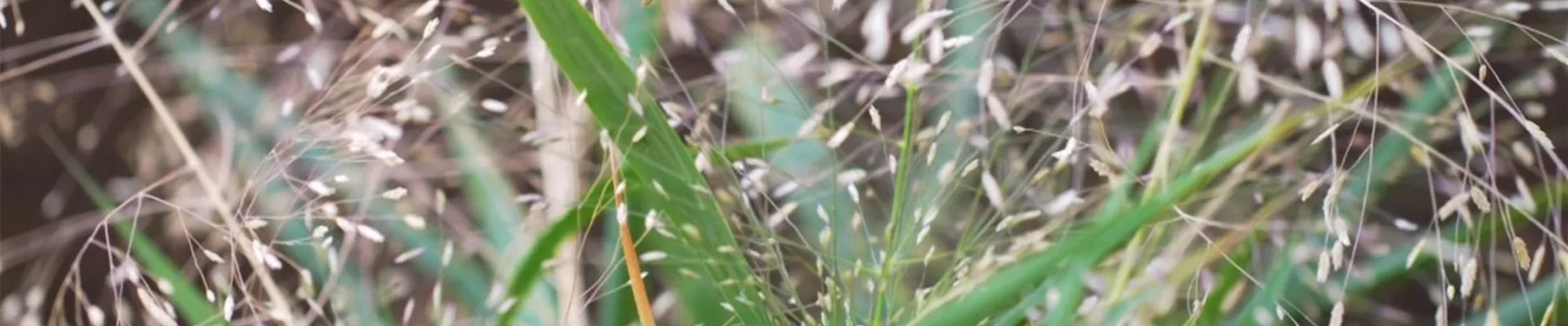 Liebesgras - Einpflanzen im Garten (Thumbnail).jpg Liebesgras - Einpflanzen im Garten (Thumbnail).jpg