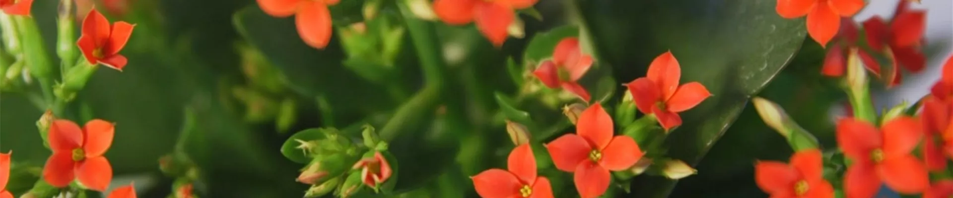 Flammendes Käthchen - Umtopfen (thumbnail).jpg