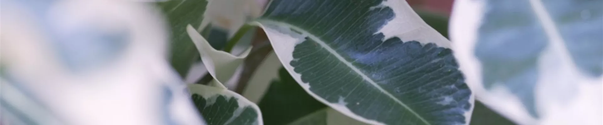 Birkenfeige - Umtopfen (thumbnail).jpg Birkenfeige - Umtopfen (thumbnail).jpg