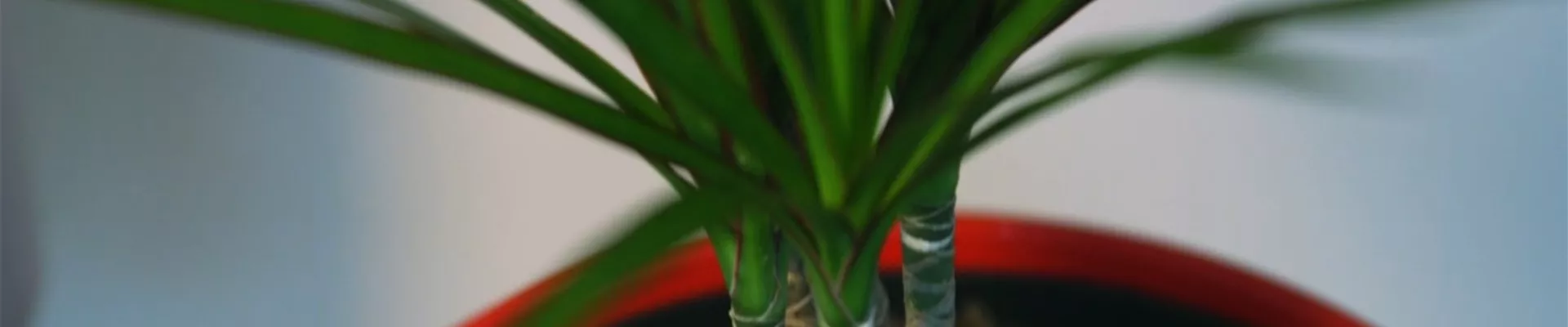 Gerandeter Drachenbaum - Umtopfen (Thumbnail).jpg Gerandeter Drachenbaum - Umtopfen (Thumbnail).jpg