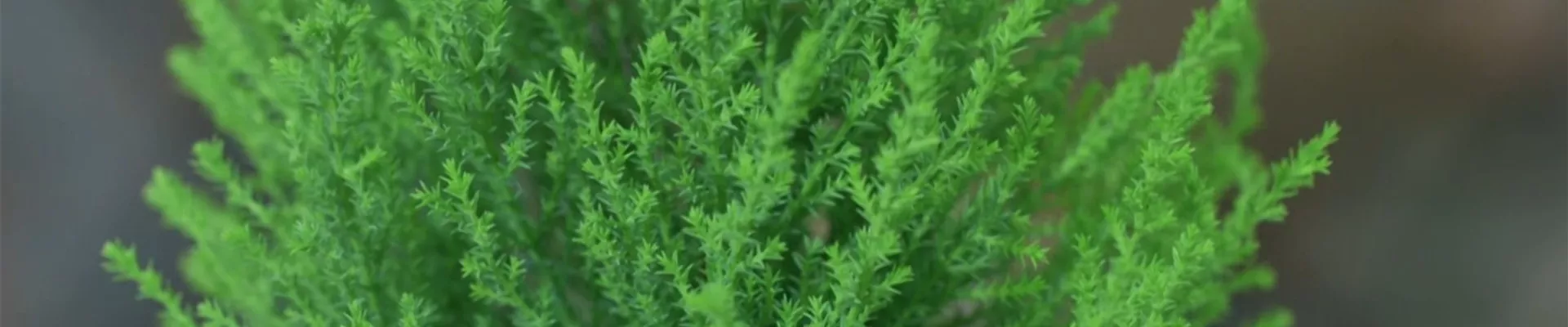 Zimmerzypresse - Umtopfen (thumbnail)