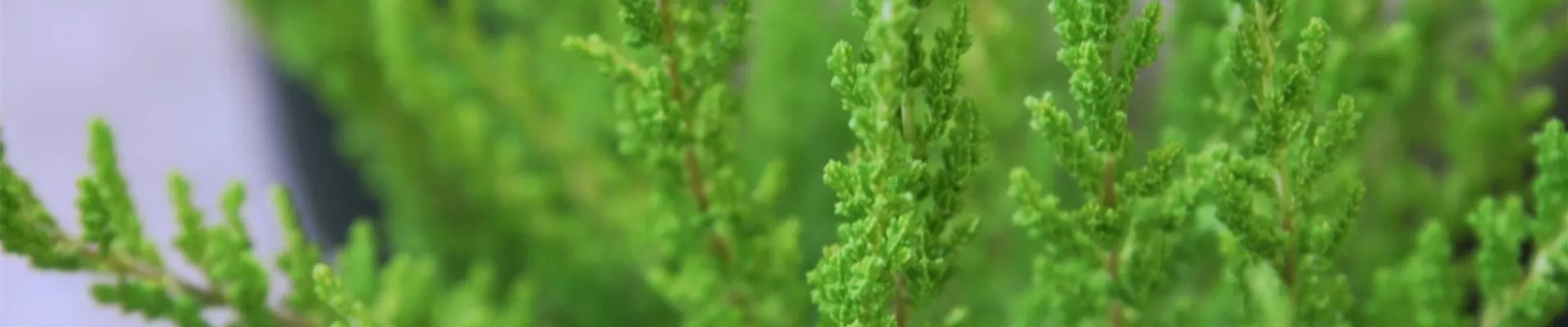 Besenheide - Einpflanzen im Garten (thumbnail).jpg Besenheide - Einpflanzen im Garten (thumbnail).jpg