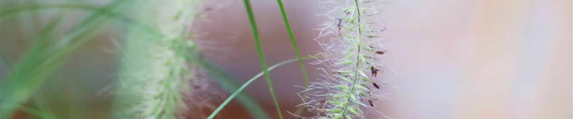 Federborstengras - Einpflanzen im Garten (thumbnail).jpg Federborstengras - Einpflanzen im Garten (thumbnail).jpg